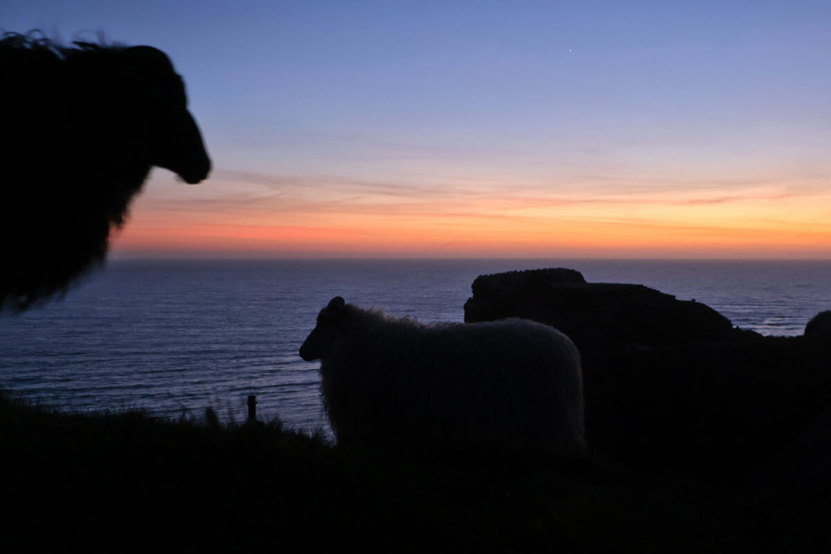 Helgoland Oberland Schafe Heideschnucken Sonnenuntergang Meerblick Silhouetten