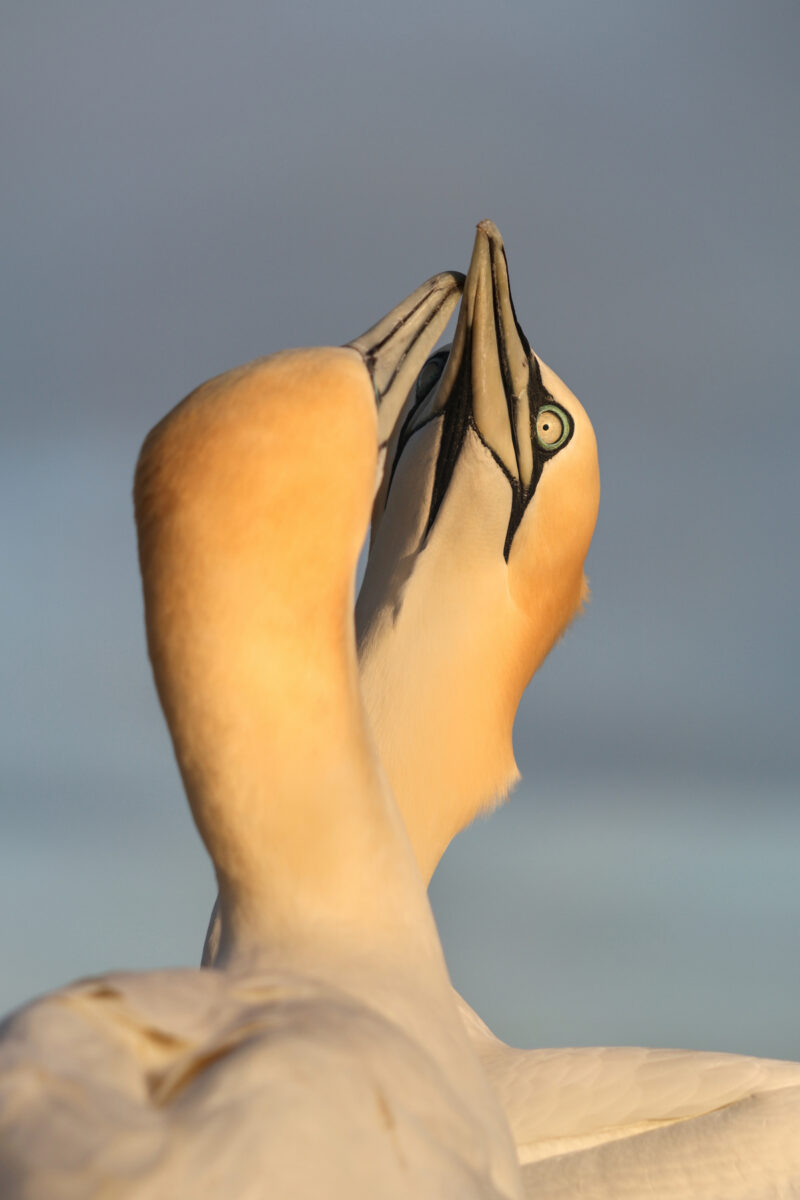 Helgoland Basstölpel Pärchen Portrait
