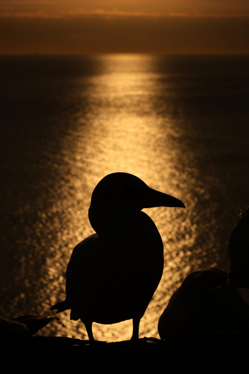 Helgoland Basstölpel Silhouette im Sonnenuntergang vor dem Meer Goldene Stunde
