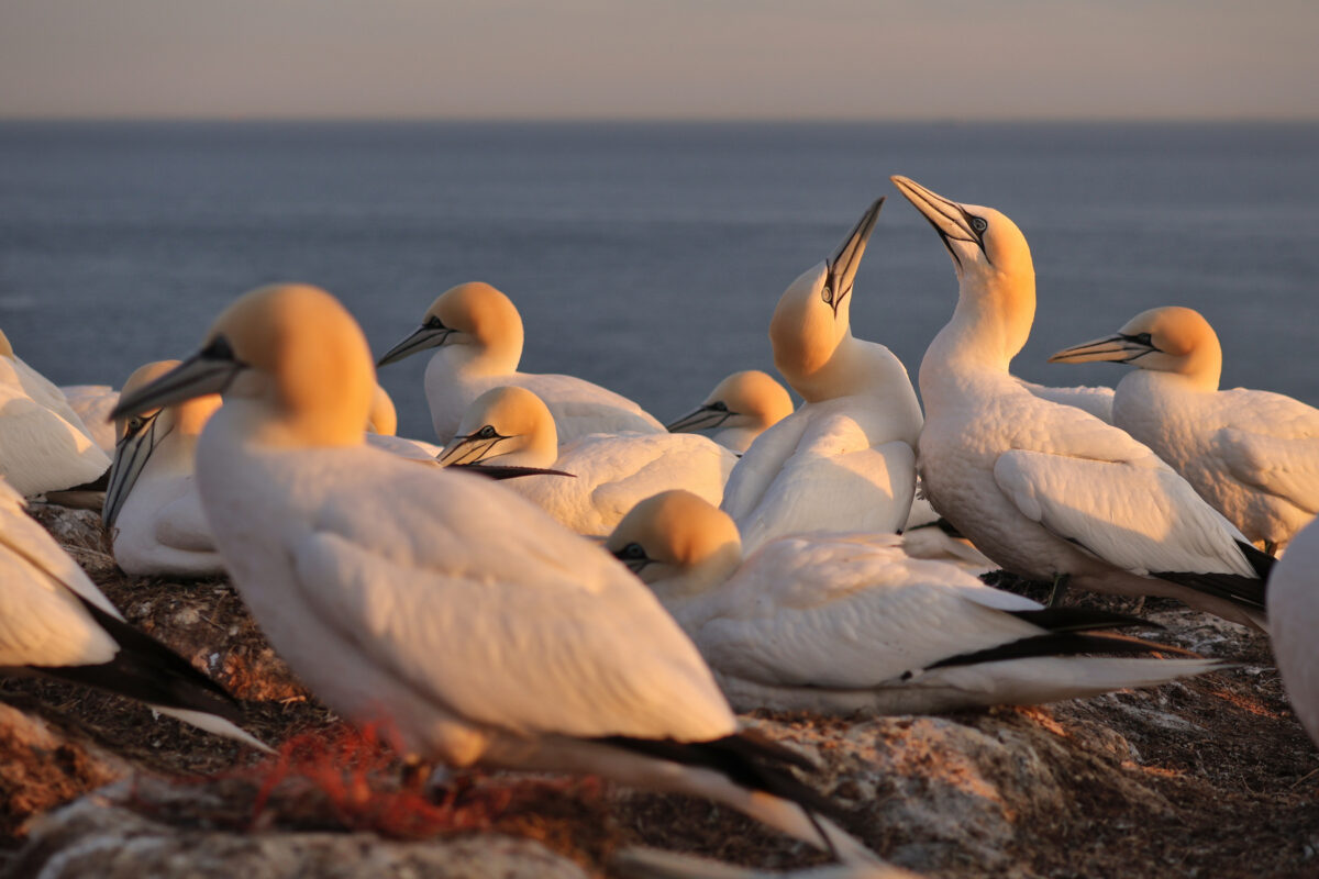 Helgoland Basstölpel Kolonie vor dem Meer Goldene Stunde