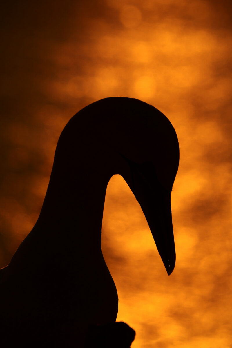 Helgoland Basstölpel Portrait Silhouette vor dem Meer Sonnenuntergang Goldene Stunde