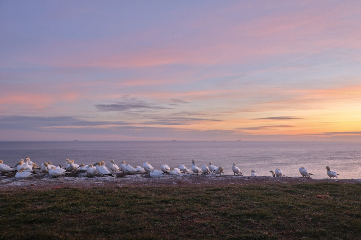 Helgoland Oberland Basstölpel Kolonie vor dem Meer Sonnenuntergang