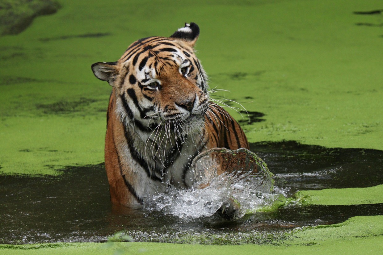 Sibirischer Tiger Jegor im Wasser Tierpark Hellabrunn