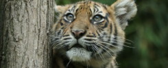 Sumatra Tiger Baby im Zoo Heidelberg